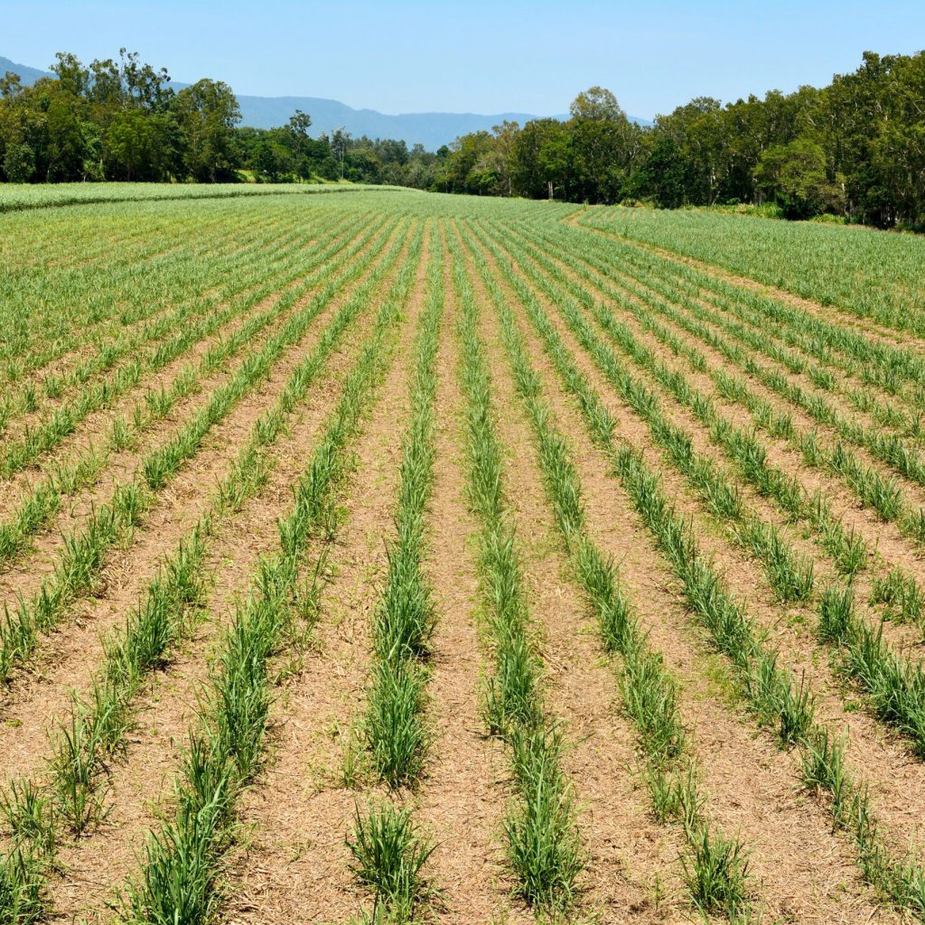 Sugar,Cane,Plantation,In,Australia.